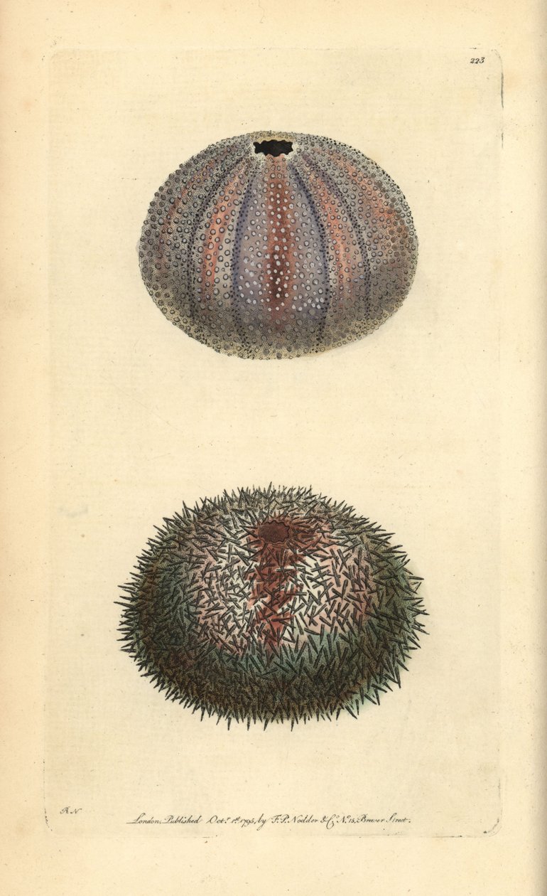 Spiselig kråkebolle, Echinus esculentus, fra George Shaw og Frederick Nodders 