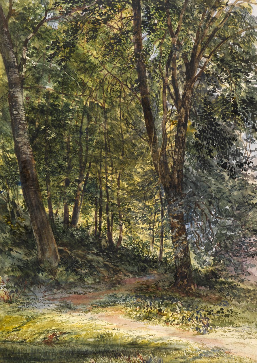 Sun Dappled Woods, Surrey (akvarell og kroppsfarge) av Richard Redgrave