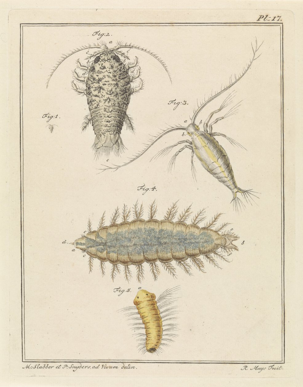 Agat trelus, copepod og bust orm av Robbert Muys