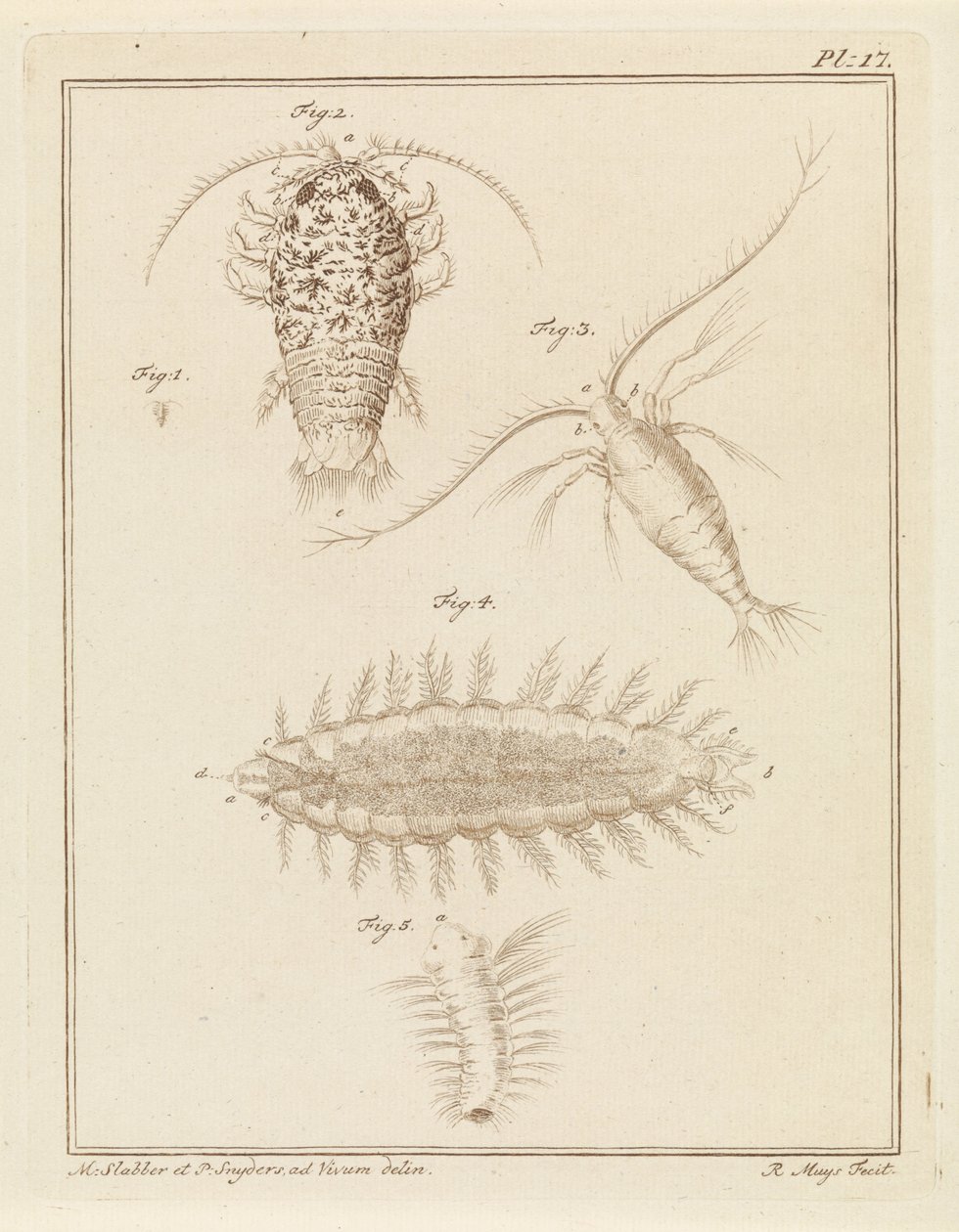 Agat trelus, copepod og bust orm av Robbert Muys