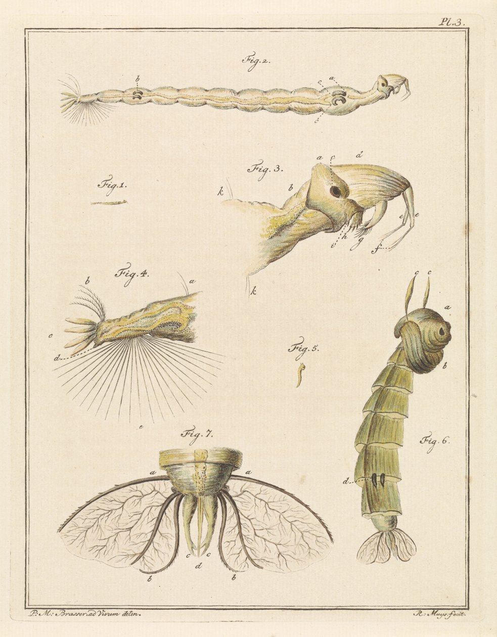 Plume bug larver av Robbert Muys