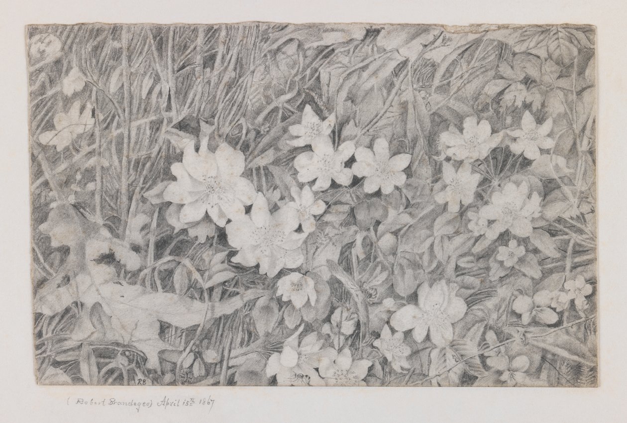 Anemoner, 15. april, 1867 (grafitt på papir) av Robert B. Brandegee