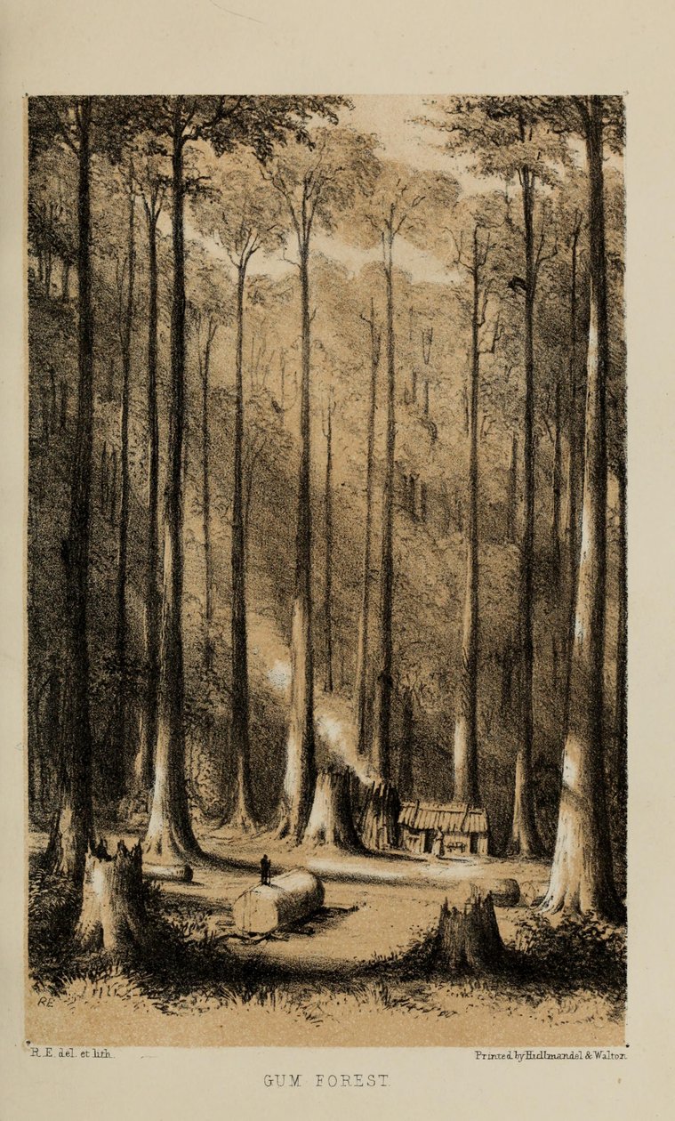 Gum Forest, akvarellmaleri av Robert Elwes (1819–1878), en velstående ung britisk herre fra Norfolk av Robert Elwes