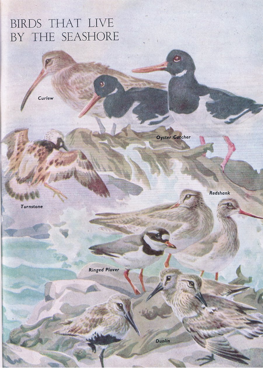 Fugler som lever ved kysten, illustrasjon fra The Childrens Nature Book utgitt av Odhams, 1958 av Robert George Talbot Kelly
