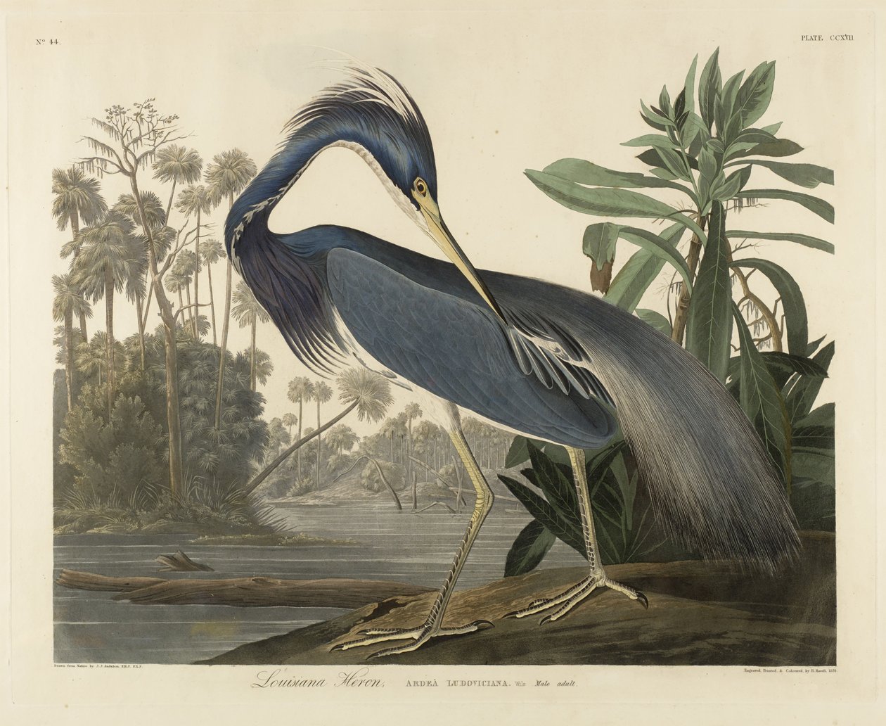 Louisiana Heron, 1834 (håndfarget akvatint på vevd papir) av Robert the Younger Havell