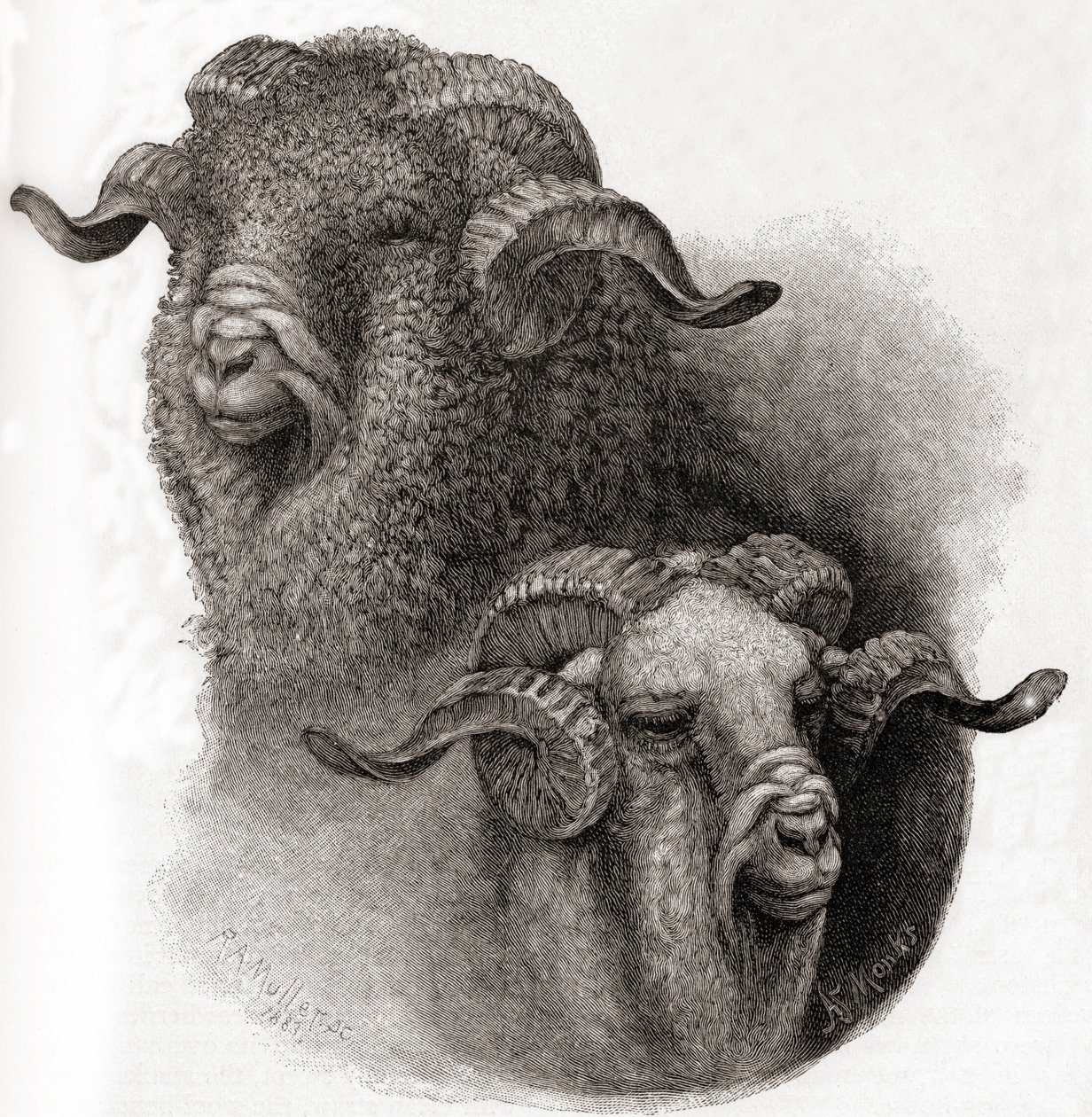 Hode av Merino-vær sammenlignet før og etter klipping, fra The Century Illustrated Monthly Magazine, utgitt 1884 av Robert Antoine Muller