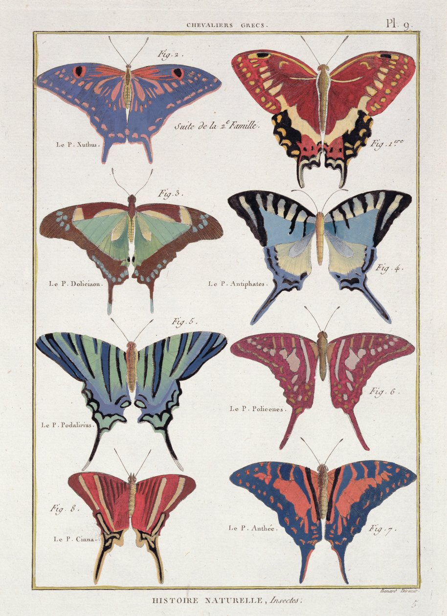 Sommerfugler fra "Insektens naturhistorie" av M. Olivier av Robert Benard