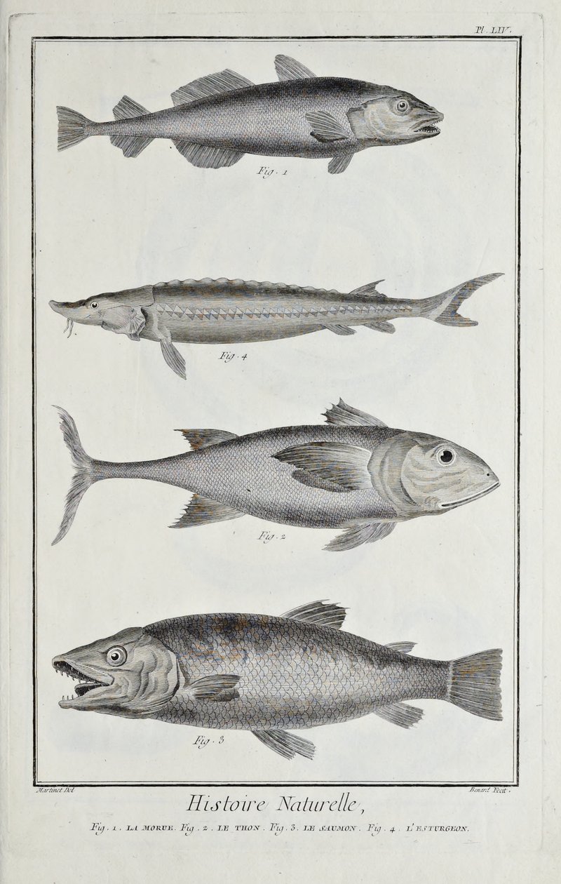 Cod, tuna, salmon and sturgeon, illustration from 