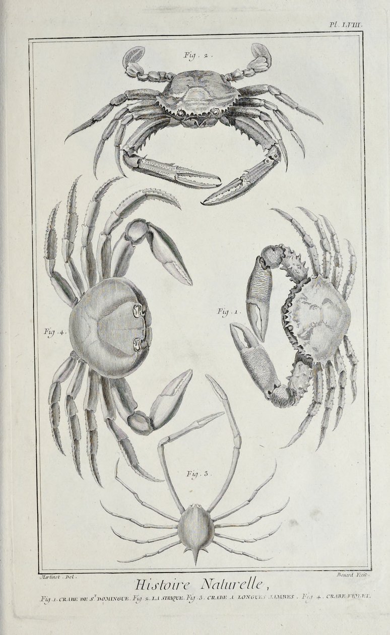 Krabber, illustrasjon fra 