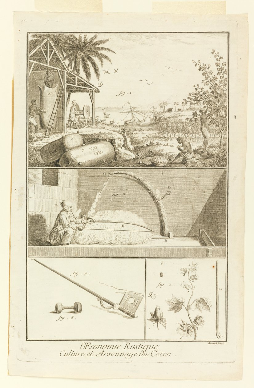 "Cultivation et Arsonnage du Coton" fra Diderot