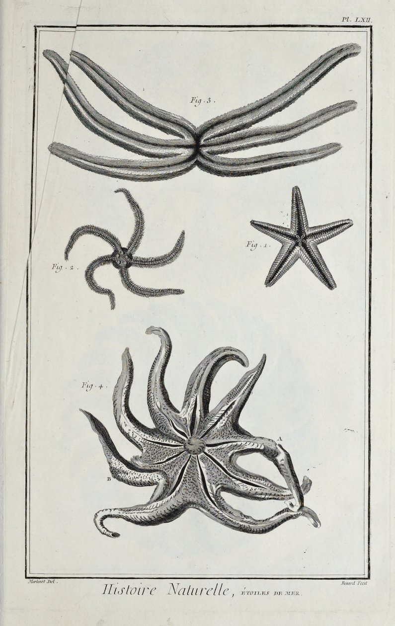 Sea stars, illustration from 