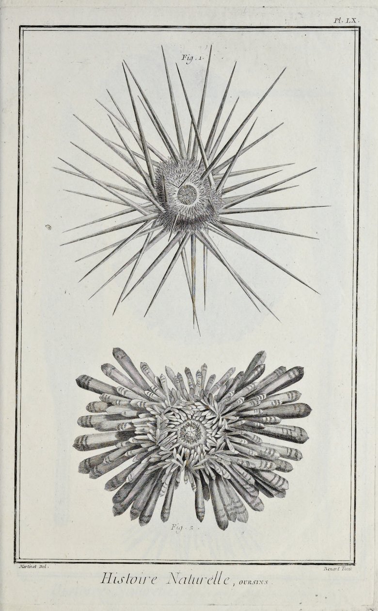 Urchins, illustrasjon fra 