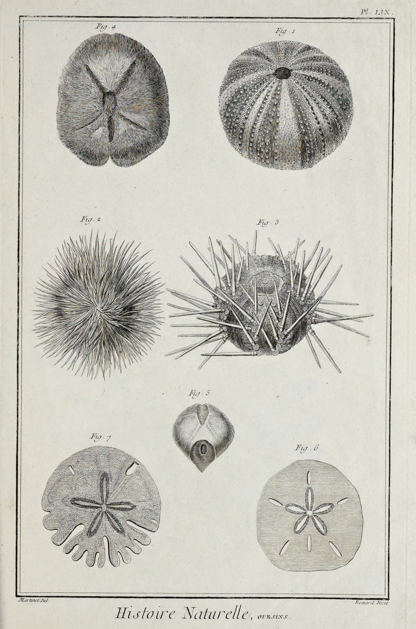 Urchins, illustrasjon fra 