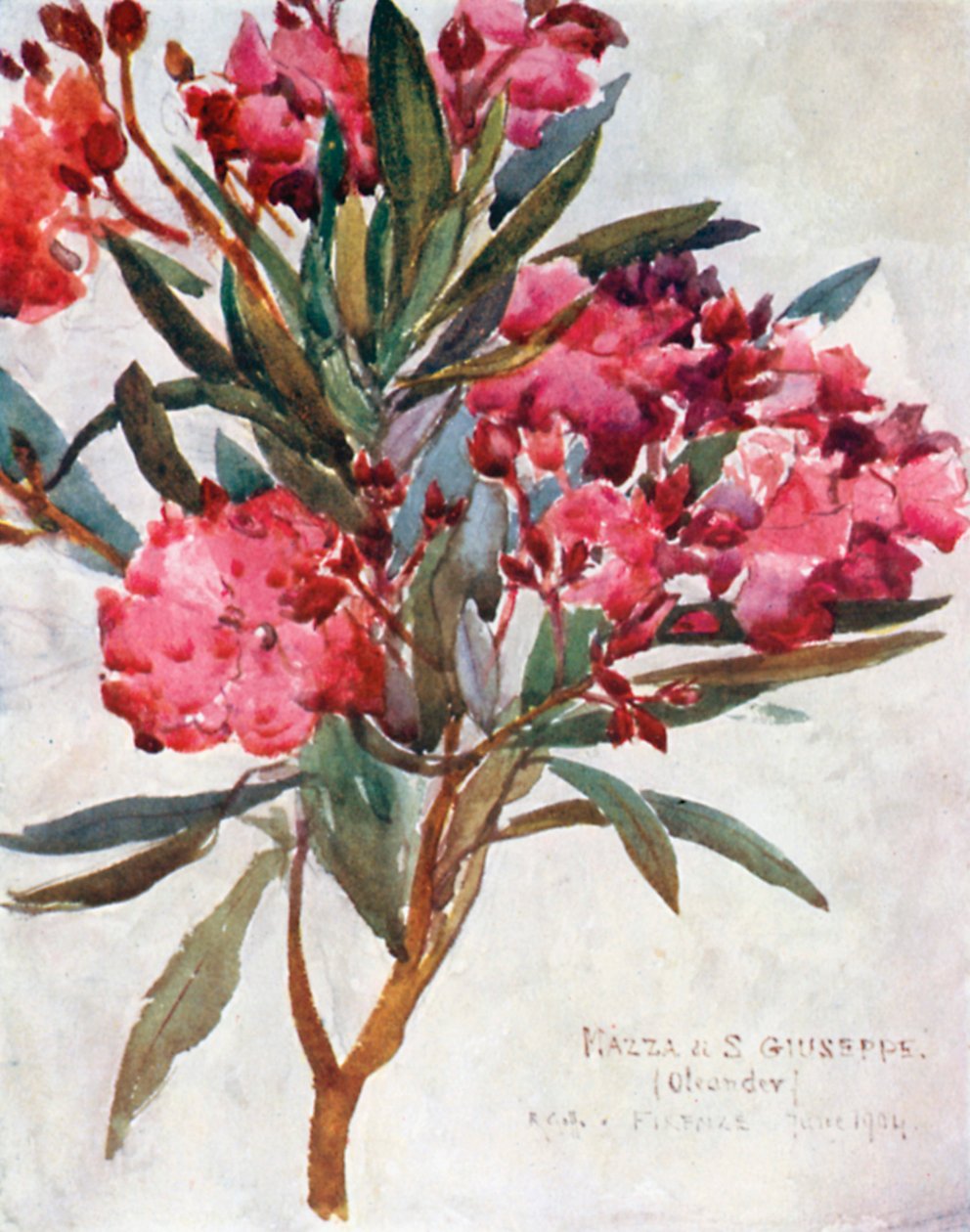 Studie av rosa oleanderblomst, «Mazza di San Guiseppe» (fargelitografi) av Robert Charles Goff
