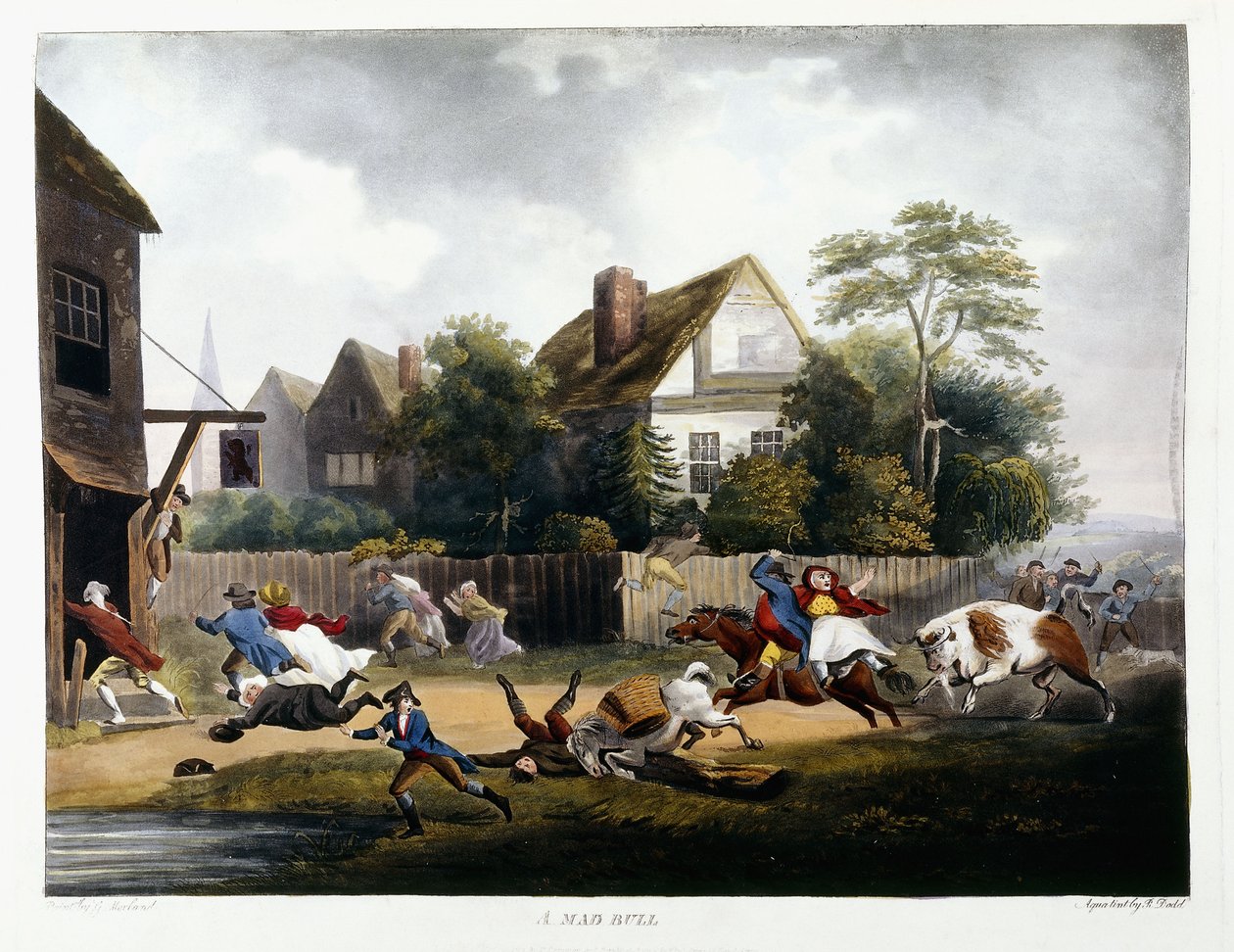 En gal okse, 1806 av Robert Dodd