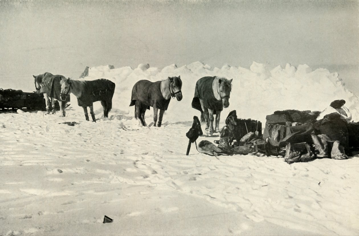 Ponnier bak deres ly i Camp on the Barrier, 1911, 1913 av Robert Falcon Scott