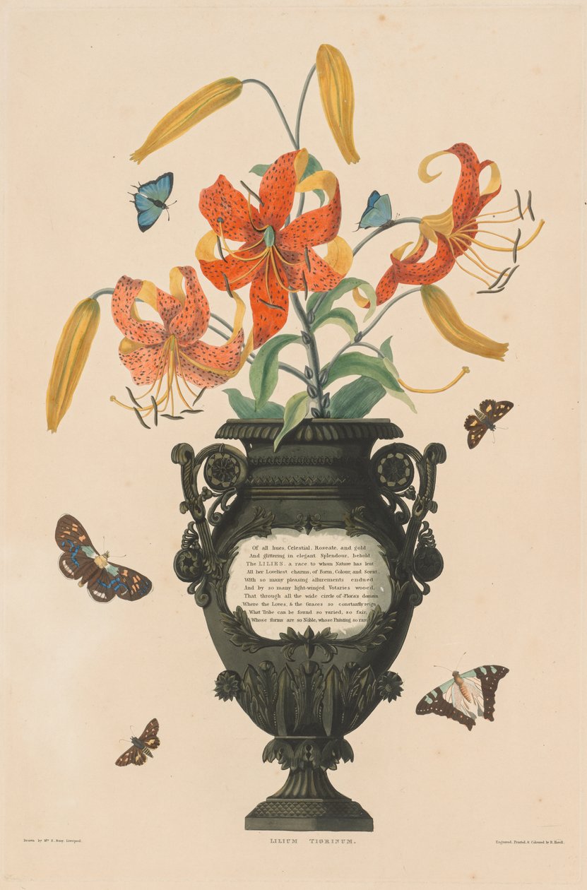 Et utvalg heksandriske planter, som tilhører den naturlige ordenen Amaryllidae og Liliacae: Tiger Lily av Robert Havell
