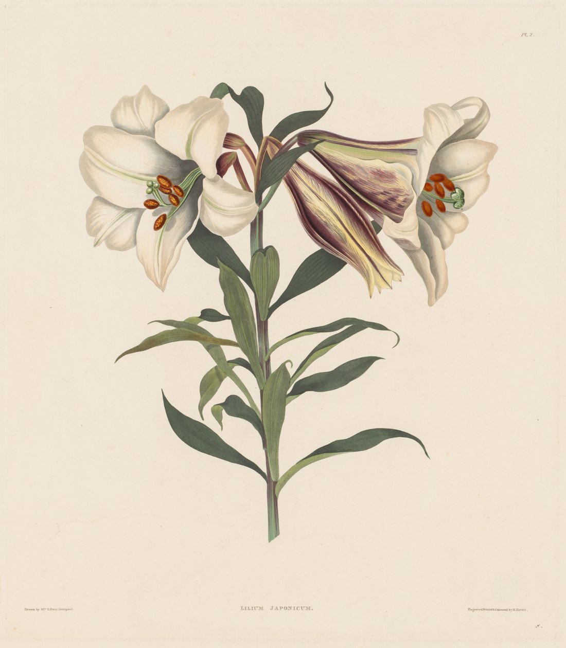 Et utvalg heksandriske planter, som tilhører den naturlige ordenen Amaryllidae og Liliacae: Japansk lilje av Robert Havell
