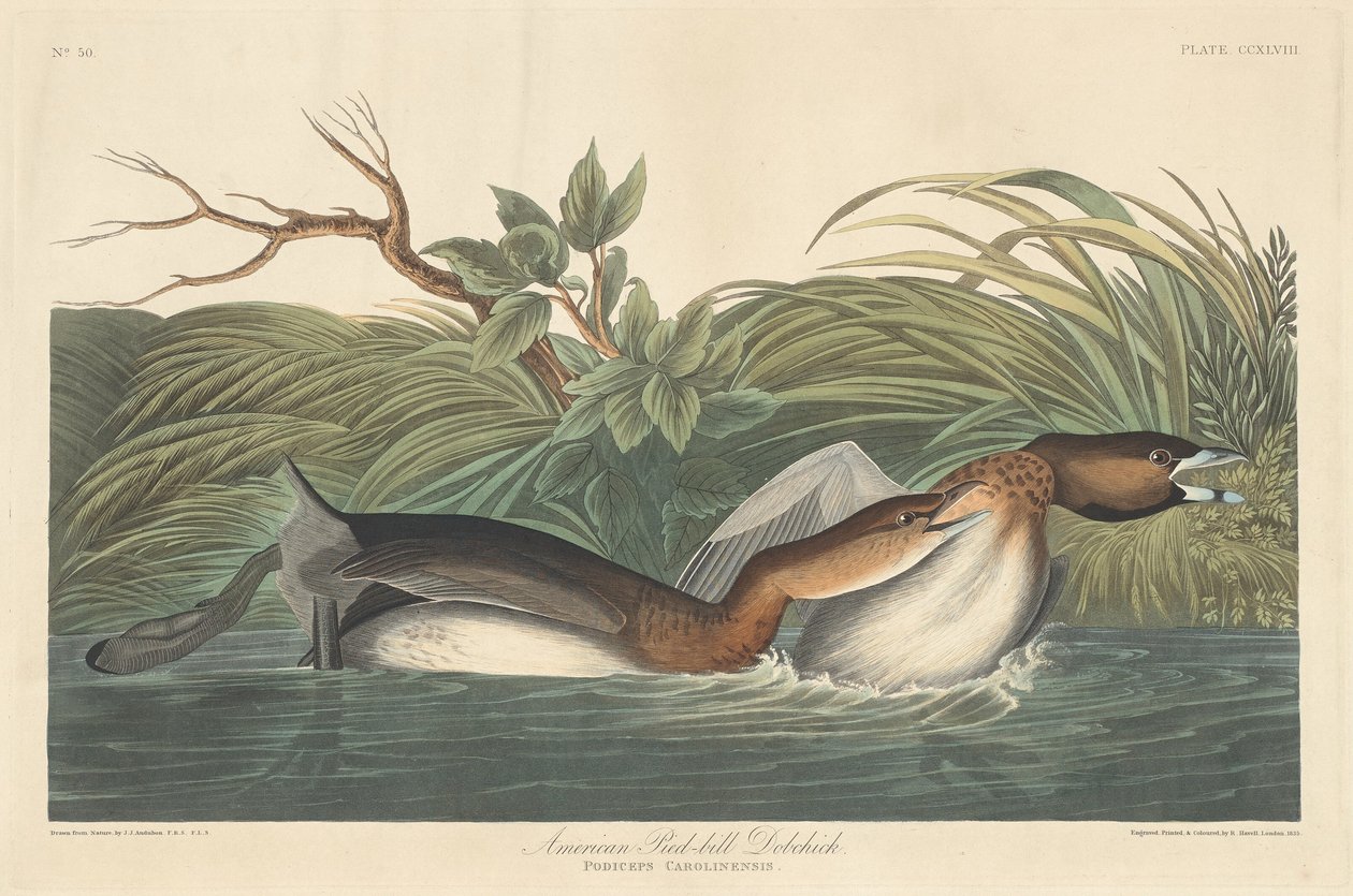 American Pied-Bill Dobchick, 1835. av Robert Havell