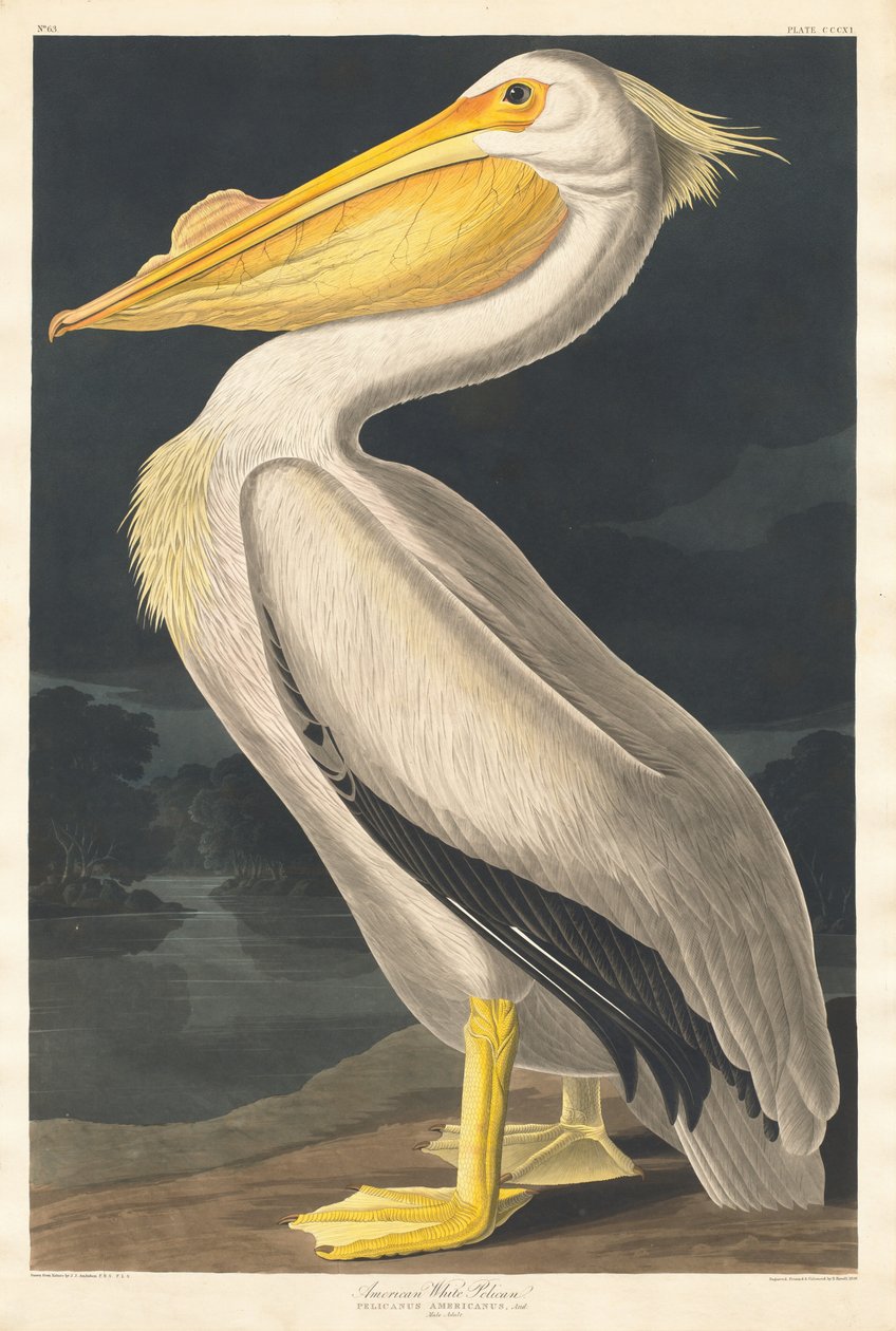 American White Pelican, 1836.    1157349   no       norwegian Successfully Translated  Original: Page from a Dispersed Kalpa Sutra Jain Book of Rituals, 15th century. Translat: Page from a Dispersed Kalpa Sutra Jain Book of Rituals, 15th century. 1136059 n av Robert Havell