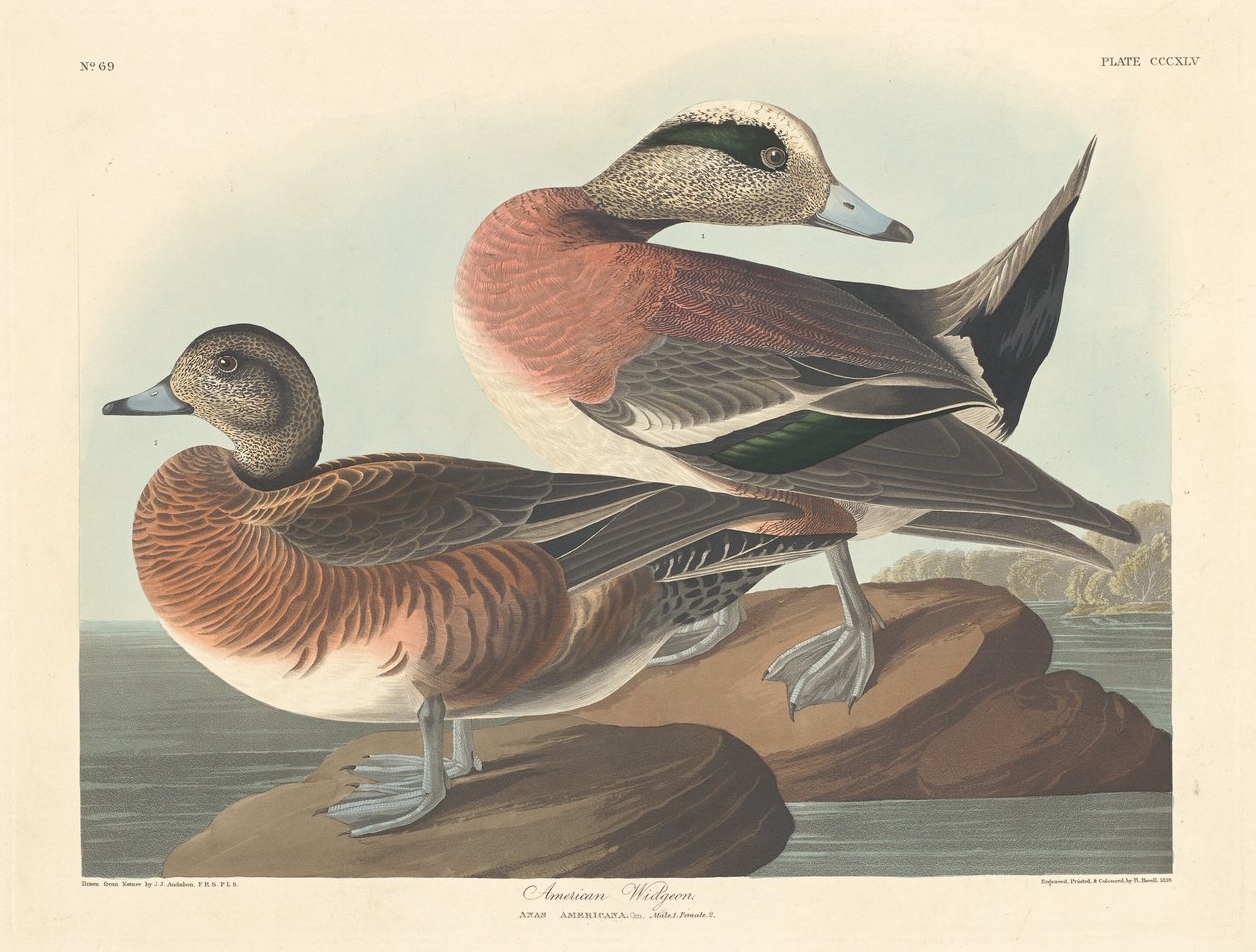 American Widgeon, 1836. av Robert Havell