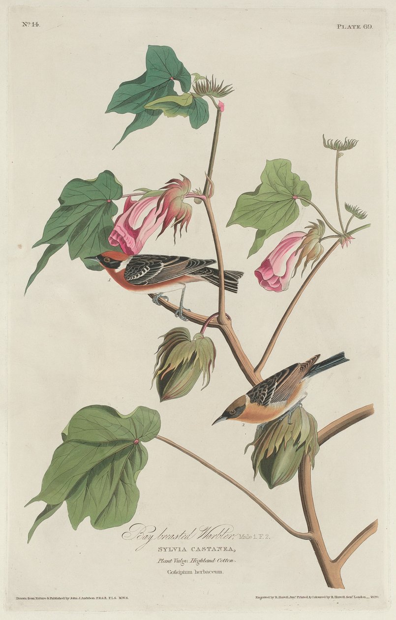 Gulbrystsanger, 1829. av Robert Havell