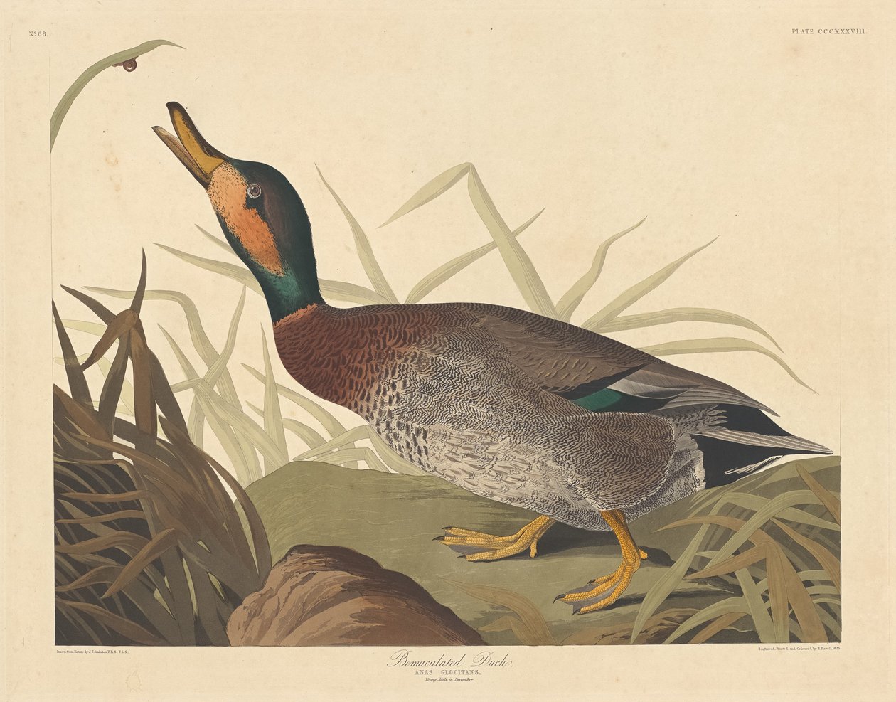 Bemaculated Duck, 1836. av Robert Havell