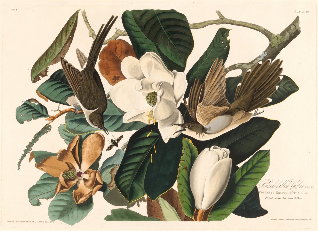Svartnebbgjøk, 1828. av Robert Havell