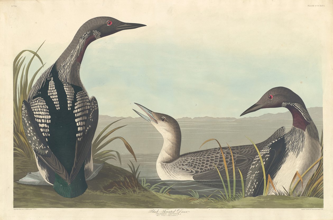 Svartstrupedykker, 1836. av Robert Havell