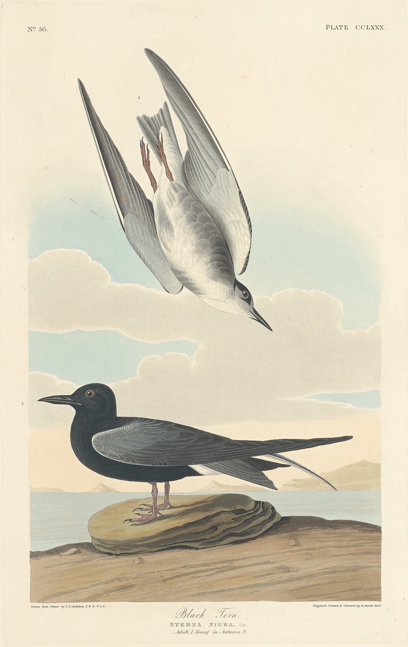 Svart tern, 1835. av Robert Havell