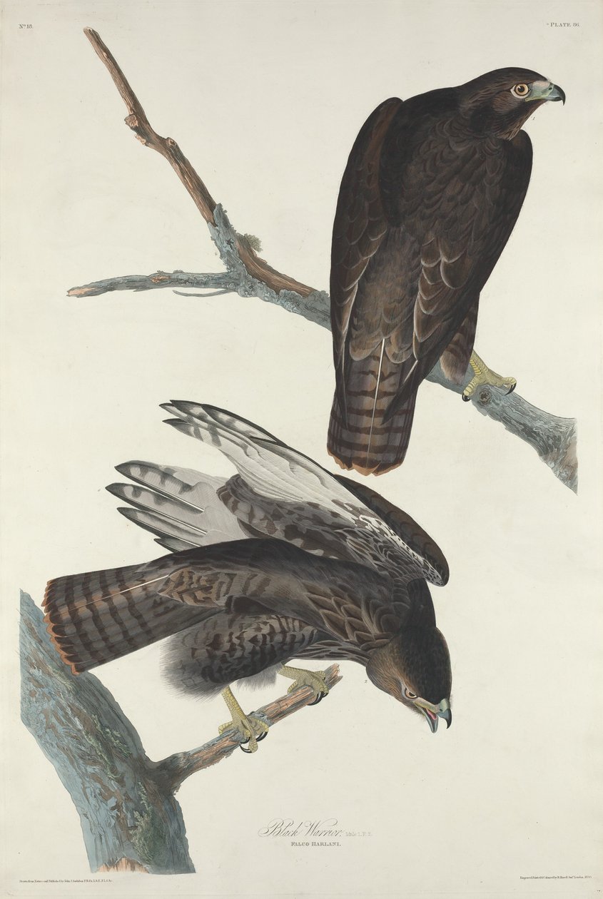 Black Warrior, 1830. av Robert Havell