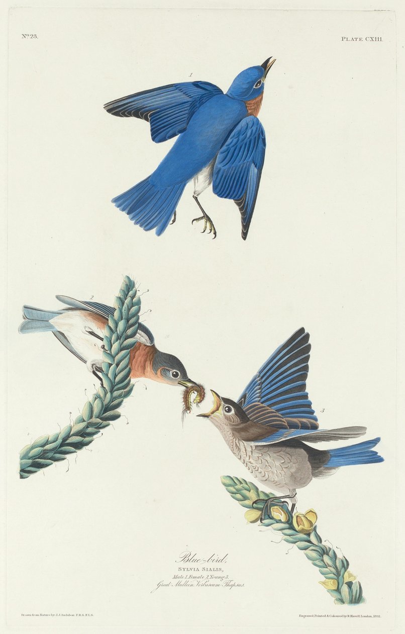 Blåfugl, 1831. av Robert Havell