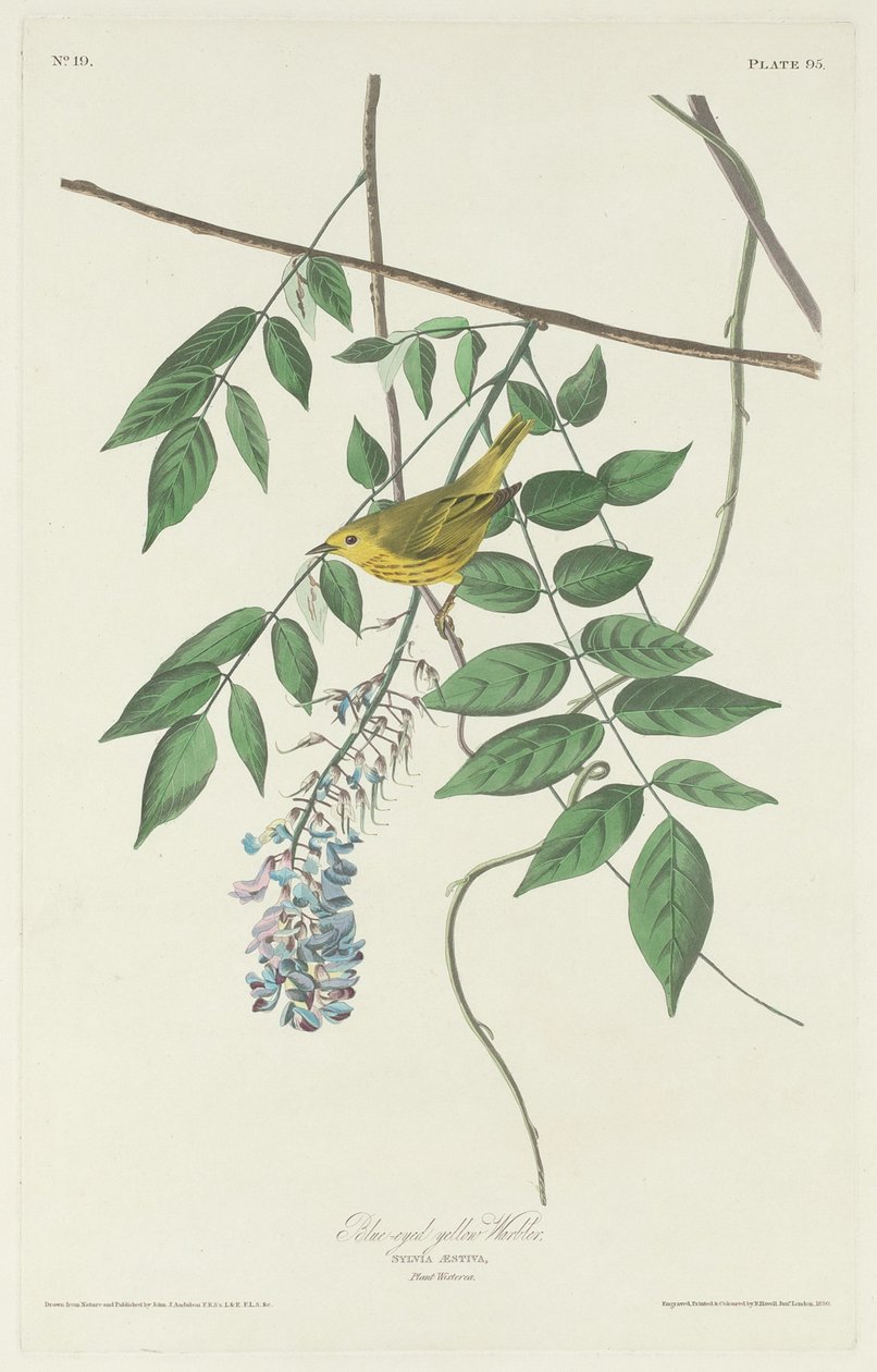 Blåøyd gulsanger, 1830. av Robert Havell