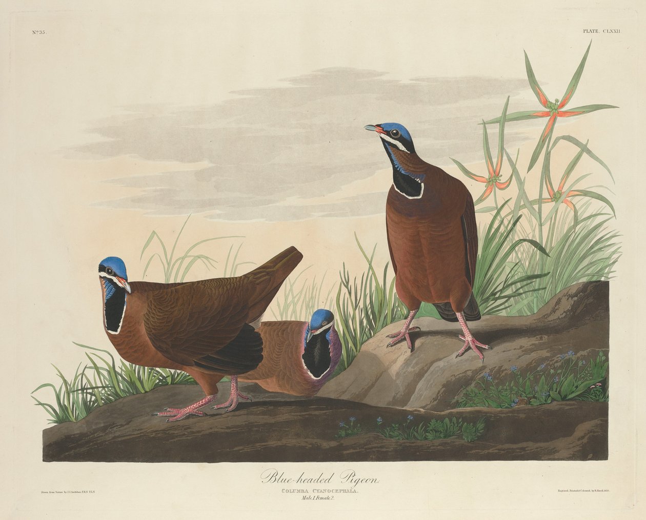 Blåhodet due, 1833. av Robert Havell