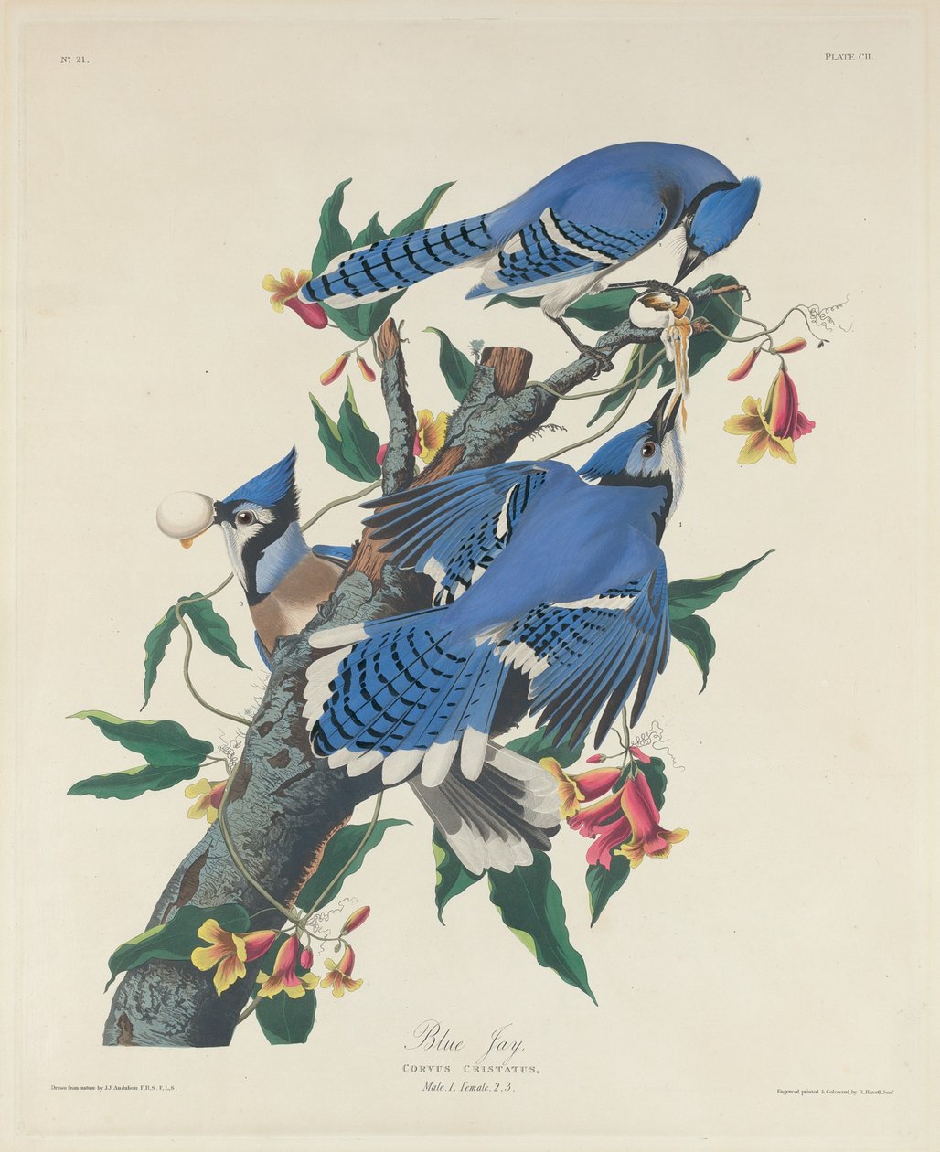 Blue Jay, 1831. av Robert Havell