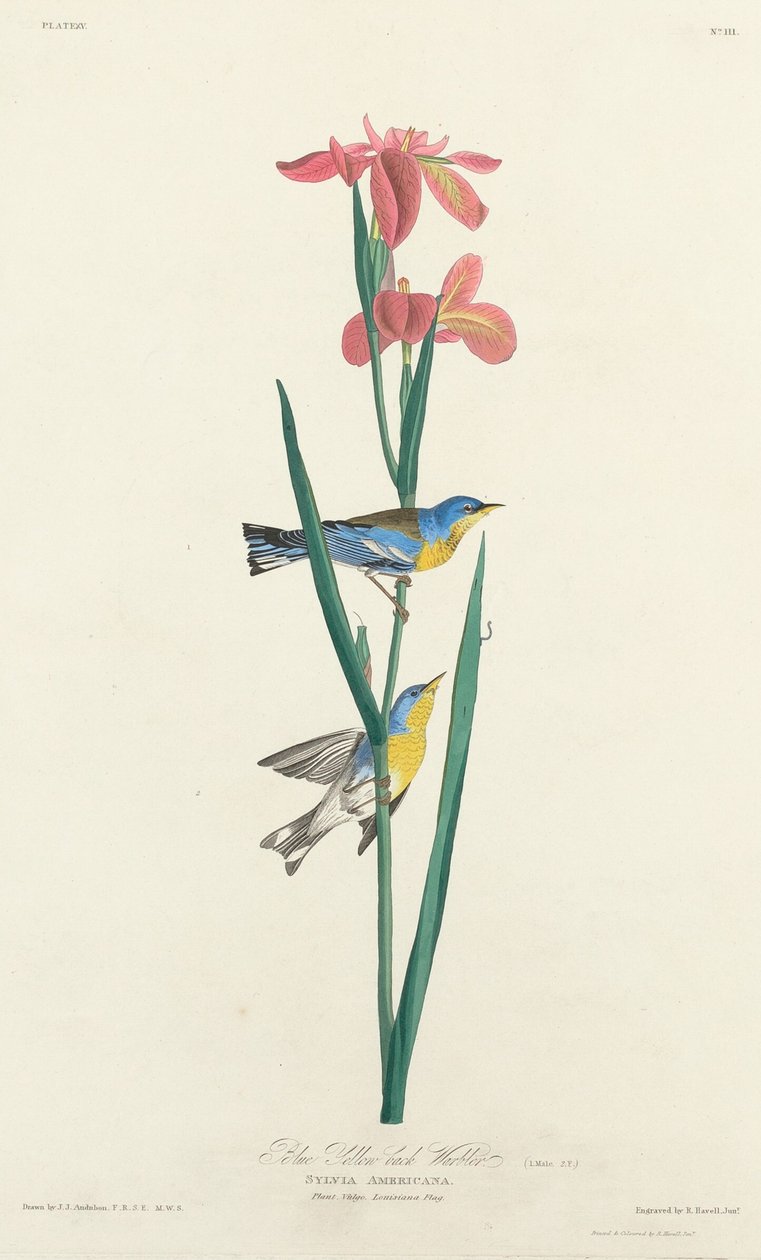 Blågulryggsanger, 1827. av Robert Havell