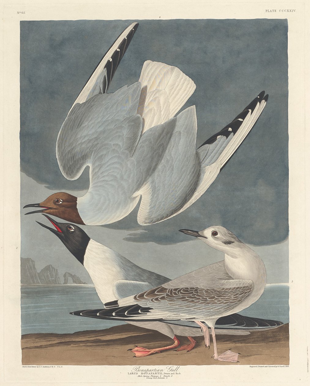 Bonapartisk måke, 1836. av Robert Havell