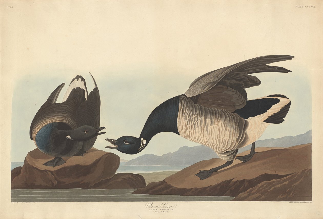 Brant Goose, 1837. av Robert Havell