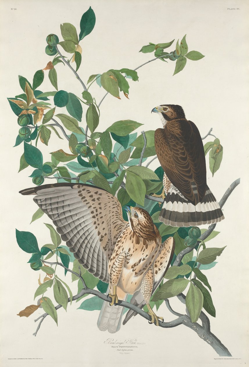 Bredvinget hauk, 1830. av Robert Havell