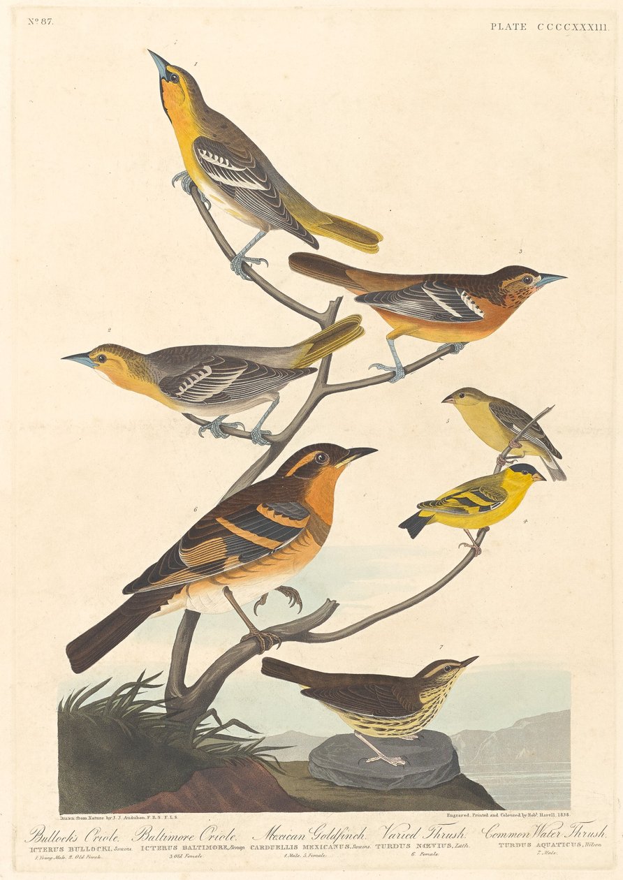 Bullock's Oriole, Baltimore Oriole, Mexican Goldfinch and Varied Thrush, 1838. av Robert Havell