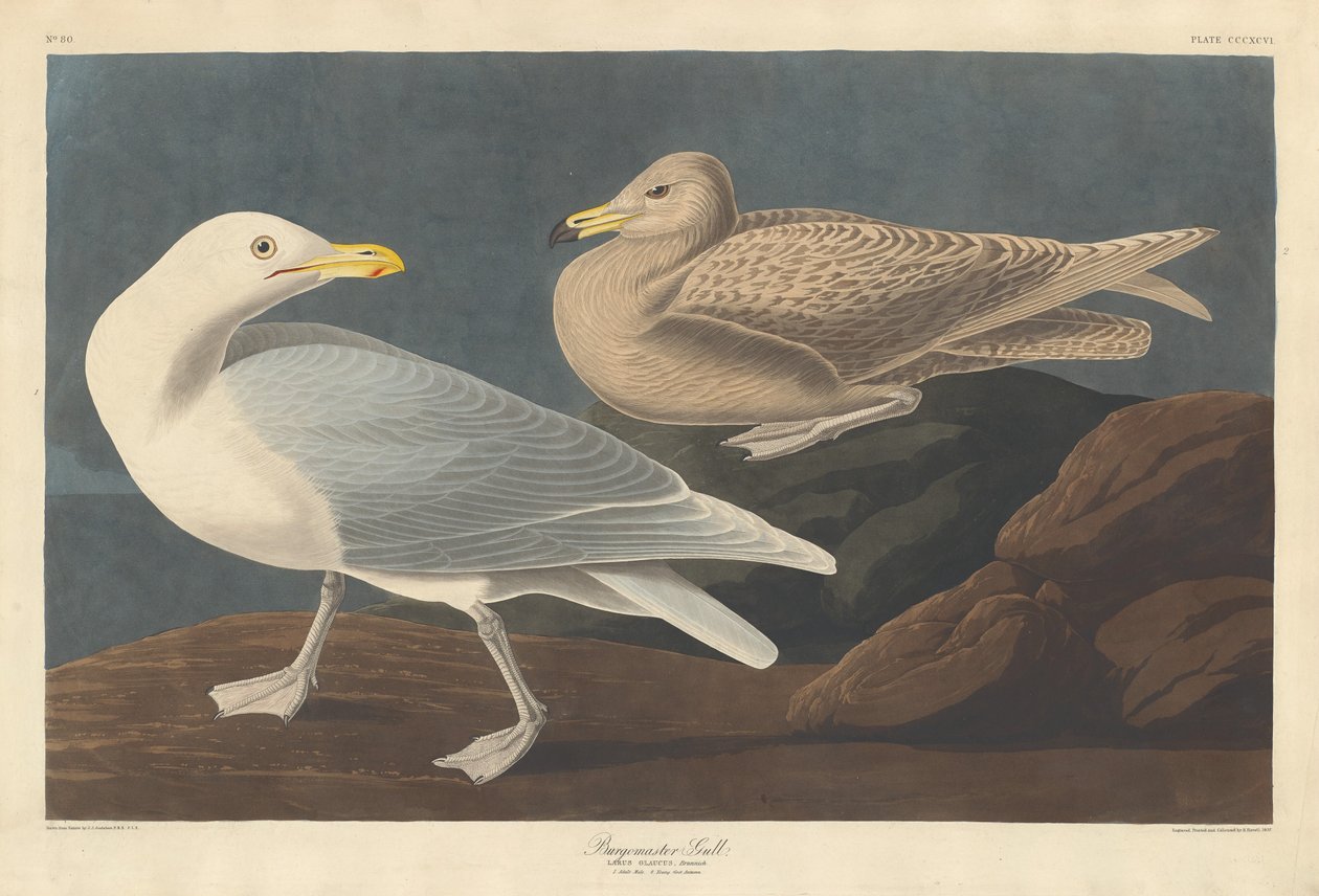 Borgmester Gull, 1837. av Robert Havell