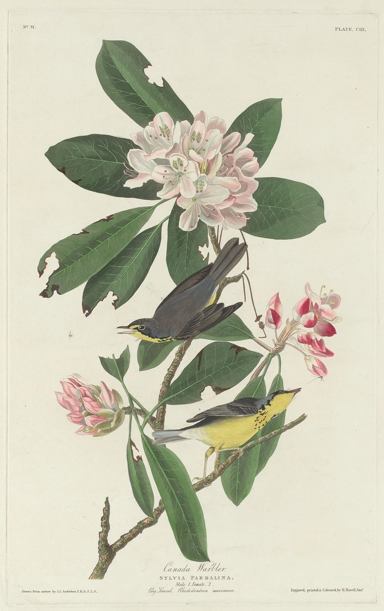 Canada Warbler, 1831. av Robert Havell
