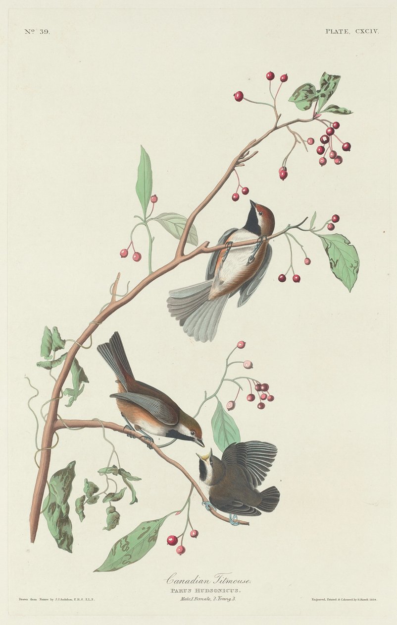 Kanadisk meis, 1834. av Robert Havell