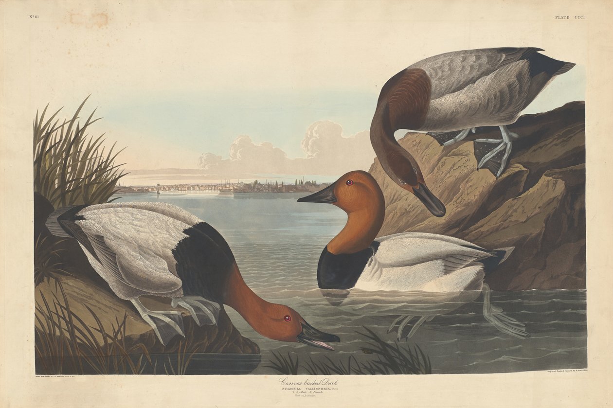 Duck med lerret, 1836. av Robert Havell