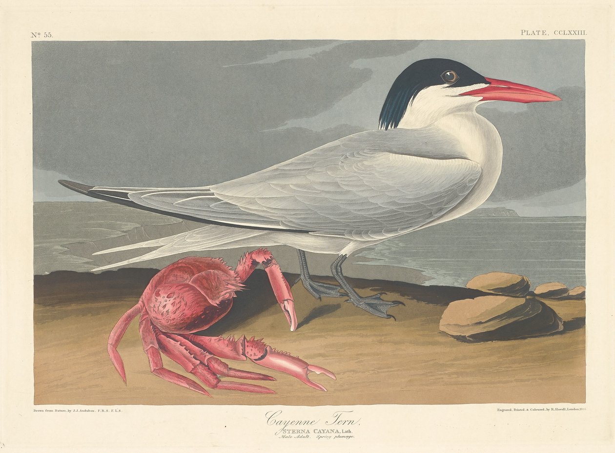 Cayenne Tern, 1835. av Robert Havell