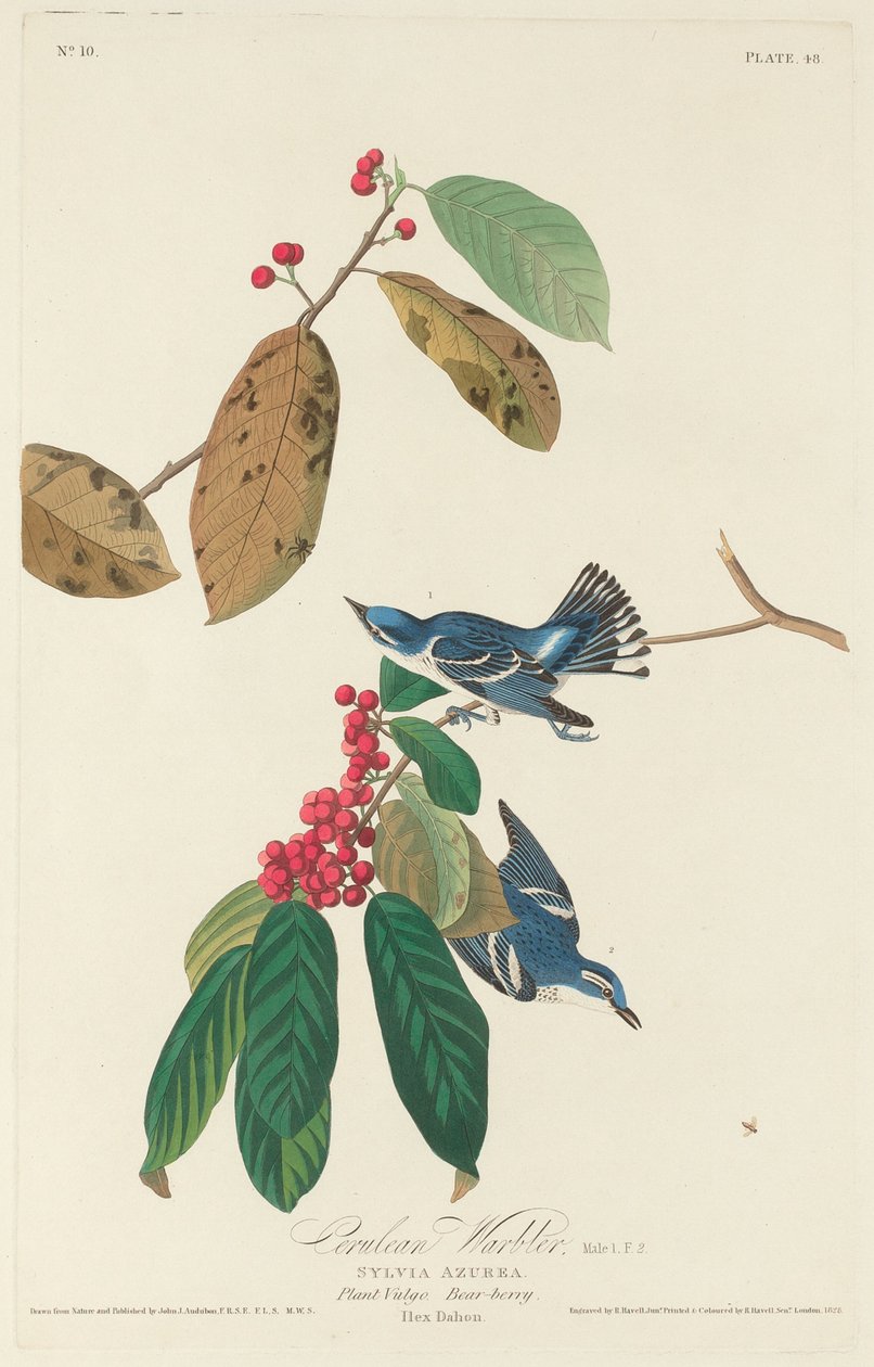 Cerulean Warbler, 1828. av Robert Havell