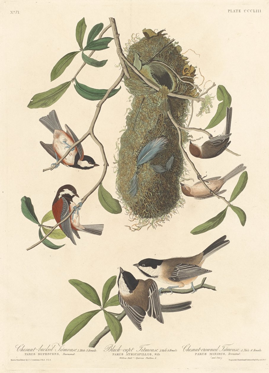 Kastanjeryggmeis, svarthakket meis og kastanjekronet meis, 1837. av Robert Havell