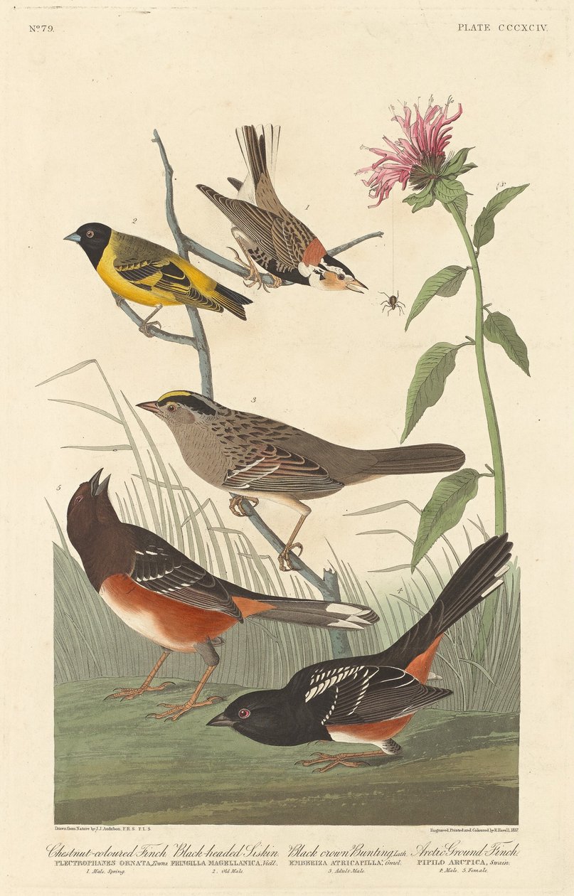 Kastanjefarget fink, svarthodesisk, svart kronspurv og arktisk jordfink, 1837. av Robert Havell