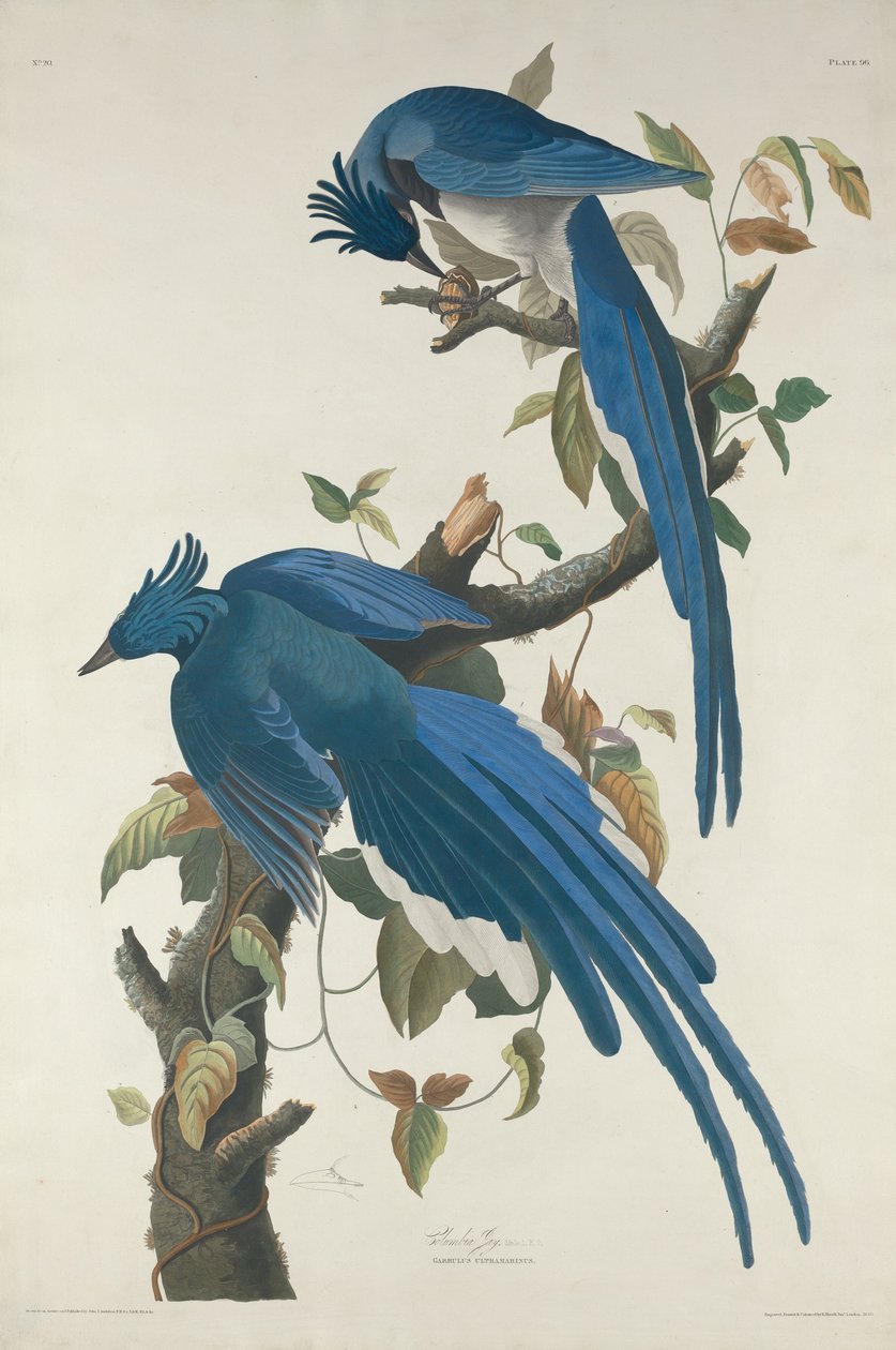 Columbia Jay, 1830. av Robert Havell