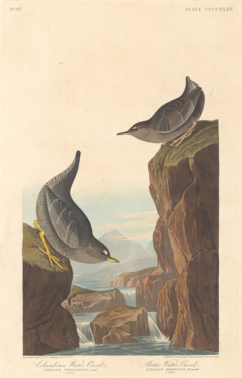 Columbian Water Ouzel og Arctic Water Ouzel, 1838. av Robert Havell